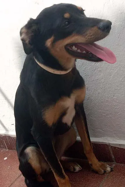 Cachorro ra a SRD idade 7 a 11 meses nome Novinha