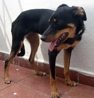 Cachorro raça SRD idade 7 a 11 meses nome Novinha