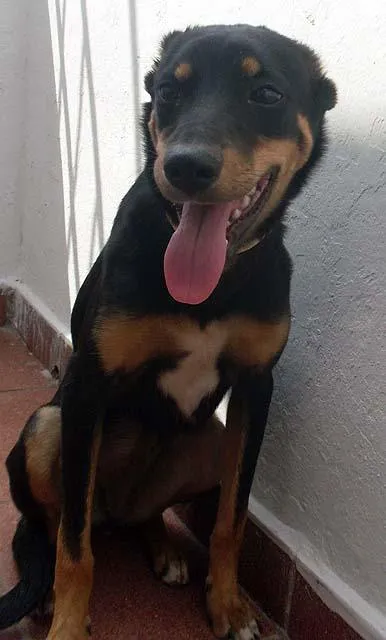 Cachorro ra a SRD idade 7 a 11 meses nome Novinha