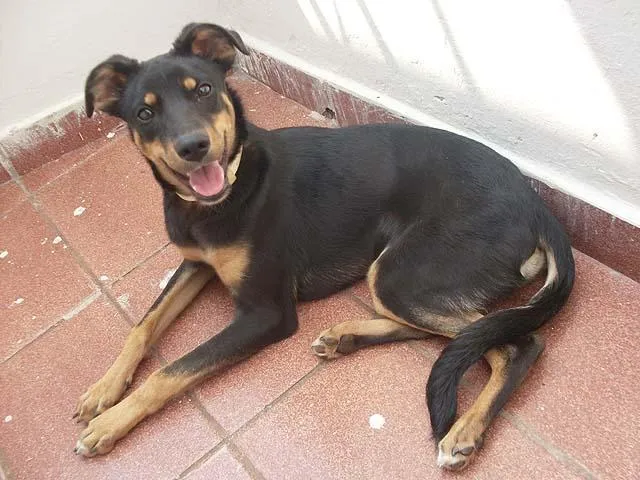 Cachorro ra a SRD idade 7 a 11 meses nome Novinha