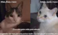 Mimi e Tchaya