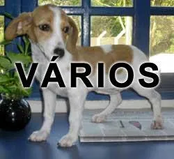 Cachorro ra a SRD idade  nome Vários SOS Bichos