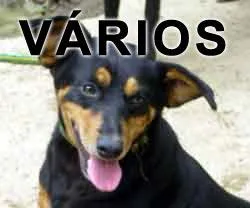 Cachorro ra a SRD idade  nome Vários PROANIMA