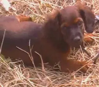 Cachorro ra a SRD idade 2 a 6 meses nome Popola GRATIFICA