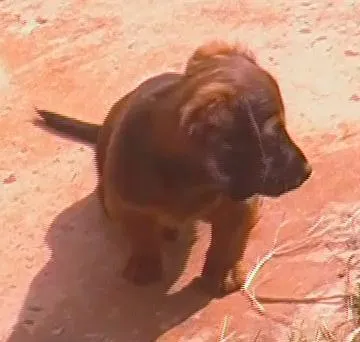 Cachorro ra a SRD idade 2 a 6 meses nome Popola GRATIFICA