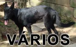 Cachorro ra a SRD idade  nome Vários UPAC