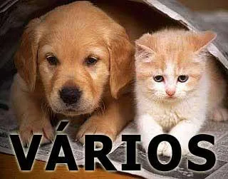 Cachorro raça SRD idade  nome Vários