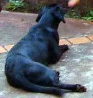Cachorro raça metiça labrador idade 7 a 11 meses nome Chalana