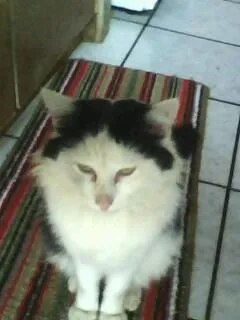 Gato ra a Angorá idade 2 anos nome Ruruco