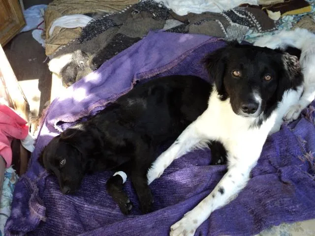 Cachorro ra a Não identificada idade 1 ano nome Encontrado