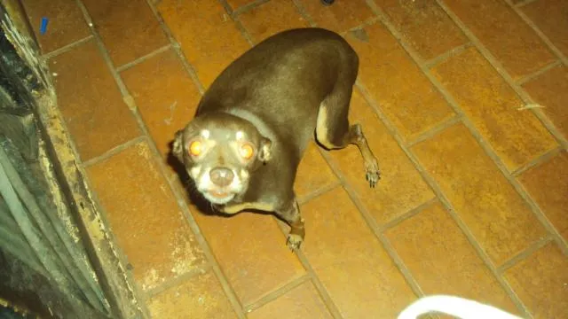 Cachorro ra a Pinscher idade 6 ou mais anos nome laika