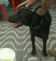 Cachorro raça SRD idade 2 anos nome Nao sabemos