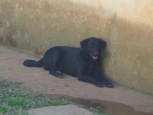 Cachorro ra a Labrador mestiço idade 2 anos nome Jimmy