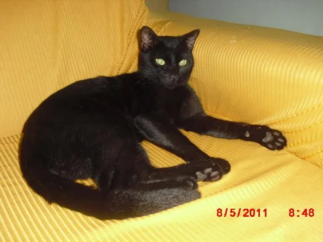 Gato ra a indefinida idade Abaixo de 2 meses nome preto