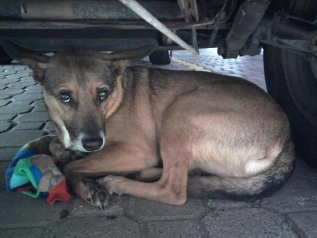 Cachorro ra a SRD idade 2 anos nome sem nome