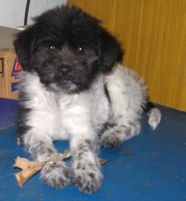 Cachorro ra a SRD idade 2 a 6 meses nome Sem nome