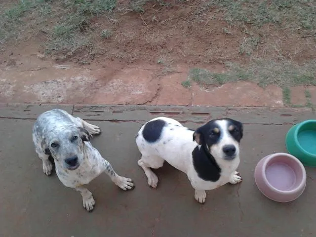 Cachorro ra a SRD idade 1 ano nome Fiona e Belinha