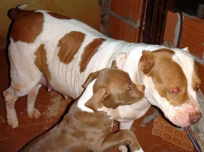 Cachorro raça Pit-Bull idade 7 a 11 meses nome kiara GRATIFICA