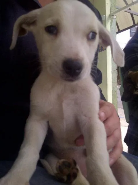 Cachorro ra a SRD idade Abaixo de 2 meses nome Filhotinha