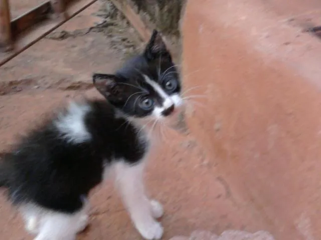 Gato ra a SRD idade Abaixo de 2 meses nome Florzinha