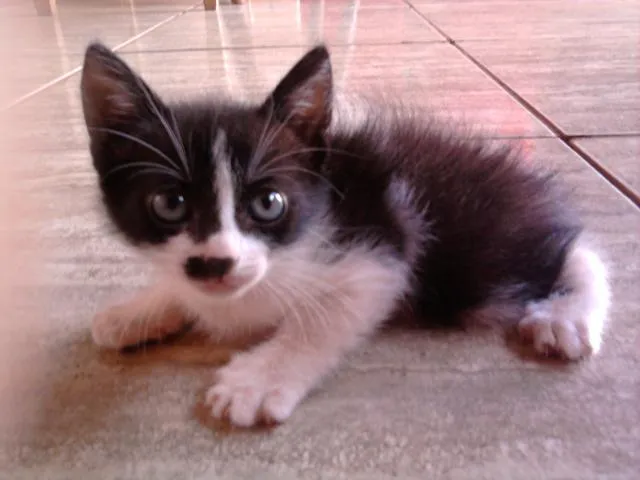 Gato ra a SRD idade Abaixo de 2 meses nome Florzinha