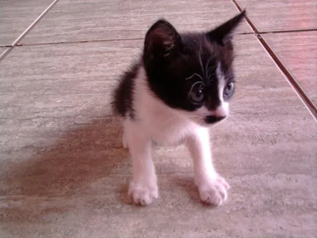 Gato ra a SRD idade Abaixo de 2 meses nome Florzinha