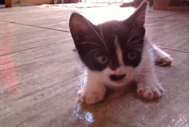 Gato ra a SRD idade Abaixo de 2 meses nome Florzinha