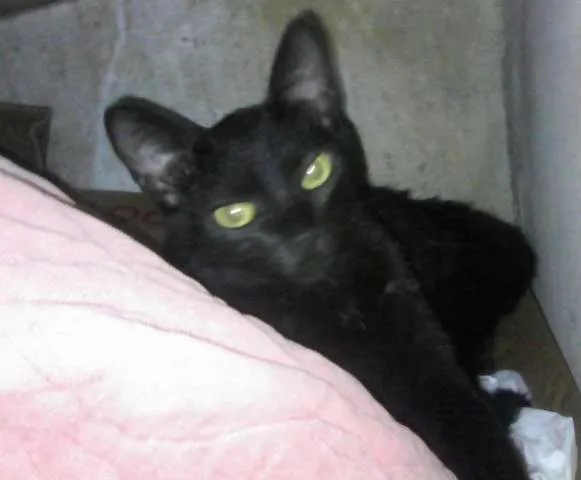 Gato ra a SRD idade 2 a 6 meses nome Milú