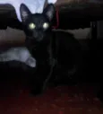 Milú