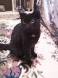Milú