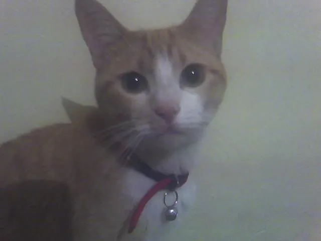 Gato ra a viralata idade 3 anos nome frederico