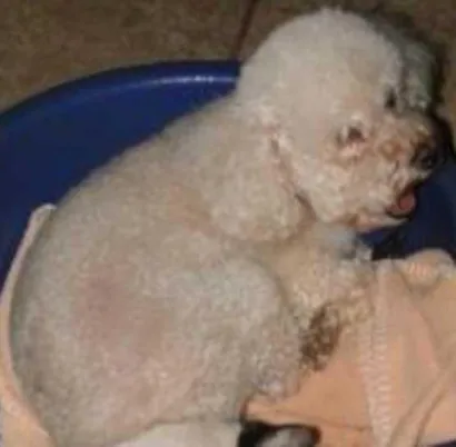 Cachorro raça Poodle idade  nome MALACO