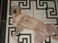Fubá