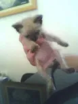 Fofinho