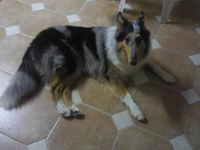 Cachorro ra a COLLIE idade 3 anos nome SASHA