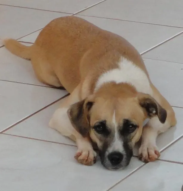 Cachorro ra a Vira-lata idade 1 ano nome Nina GRATIFICA