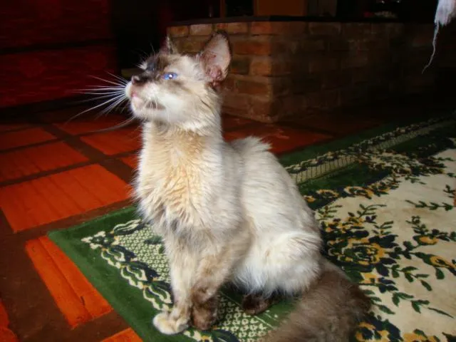 Gato ra a vira-lata idade nome Yasmin