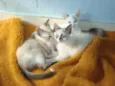 4 GATINHOS