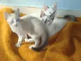 4 GATINHOS