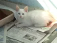 4 GATINHOS