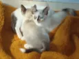 4 GATINHOS