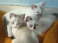 4 GATINHOS