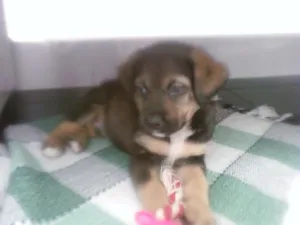 Cachorro raça SRD idade Abaixo de 2 meses nome Otto