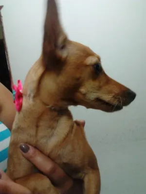 Cachorro raça  idade 1 ano nome Clara - GRATIFICA