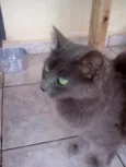 fumaça
