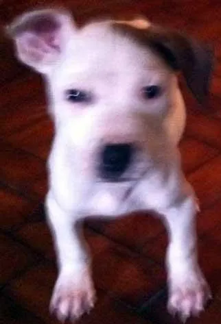 Cachorro ra a SRD idade  nome Filhotes