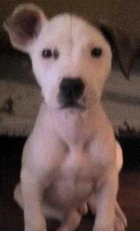 Cachorro ra a SRD idade  nome Filhotes