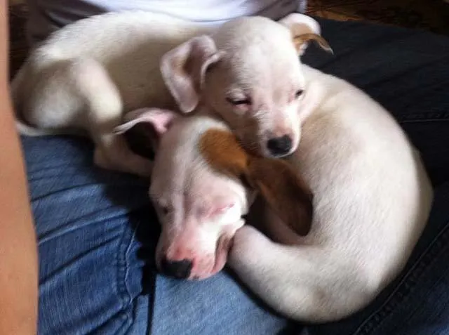Cachorro ra a SRD idade  nome Filhotes