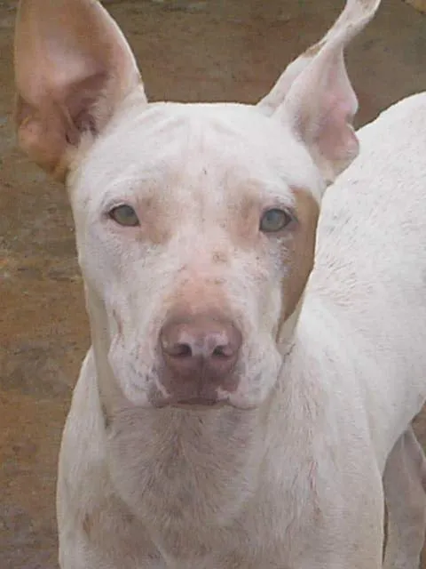 Cachorro ra a Pit-Bull idade  nome Pit