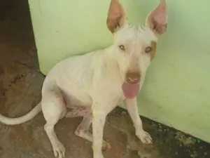 Cachorro raça Pit-Bull idade  nome Pit